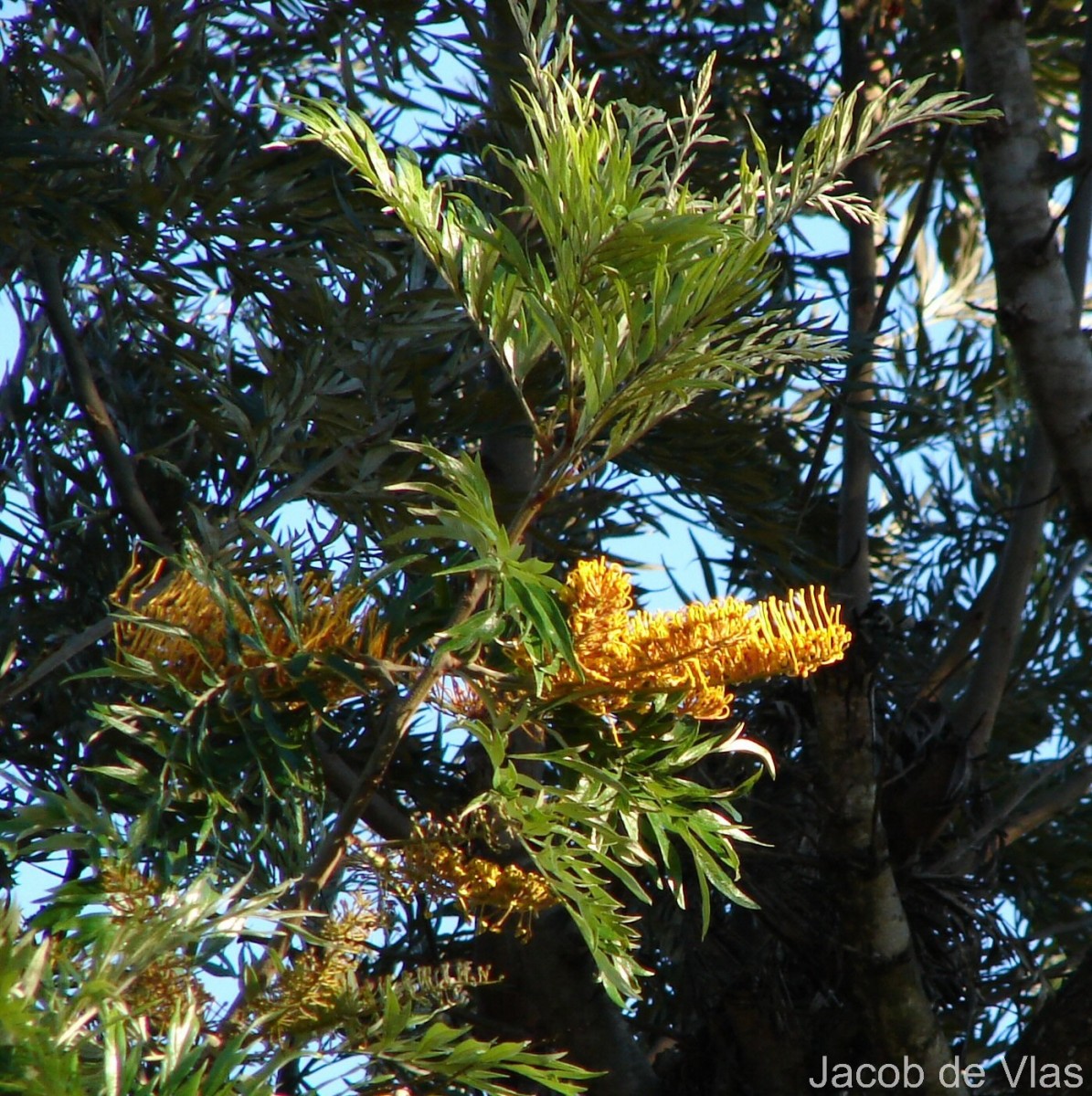 Grevillea robusta A.Cunn. ex R.Br.